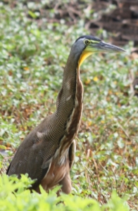 Tiger heron 3 (525x800)