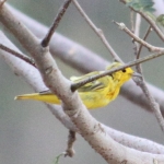 Wilson's warbler 2 (772x520)