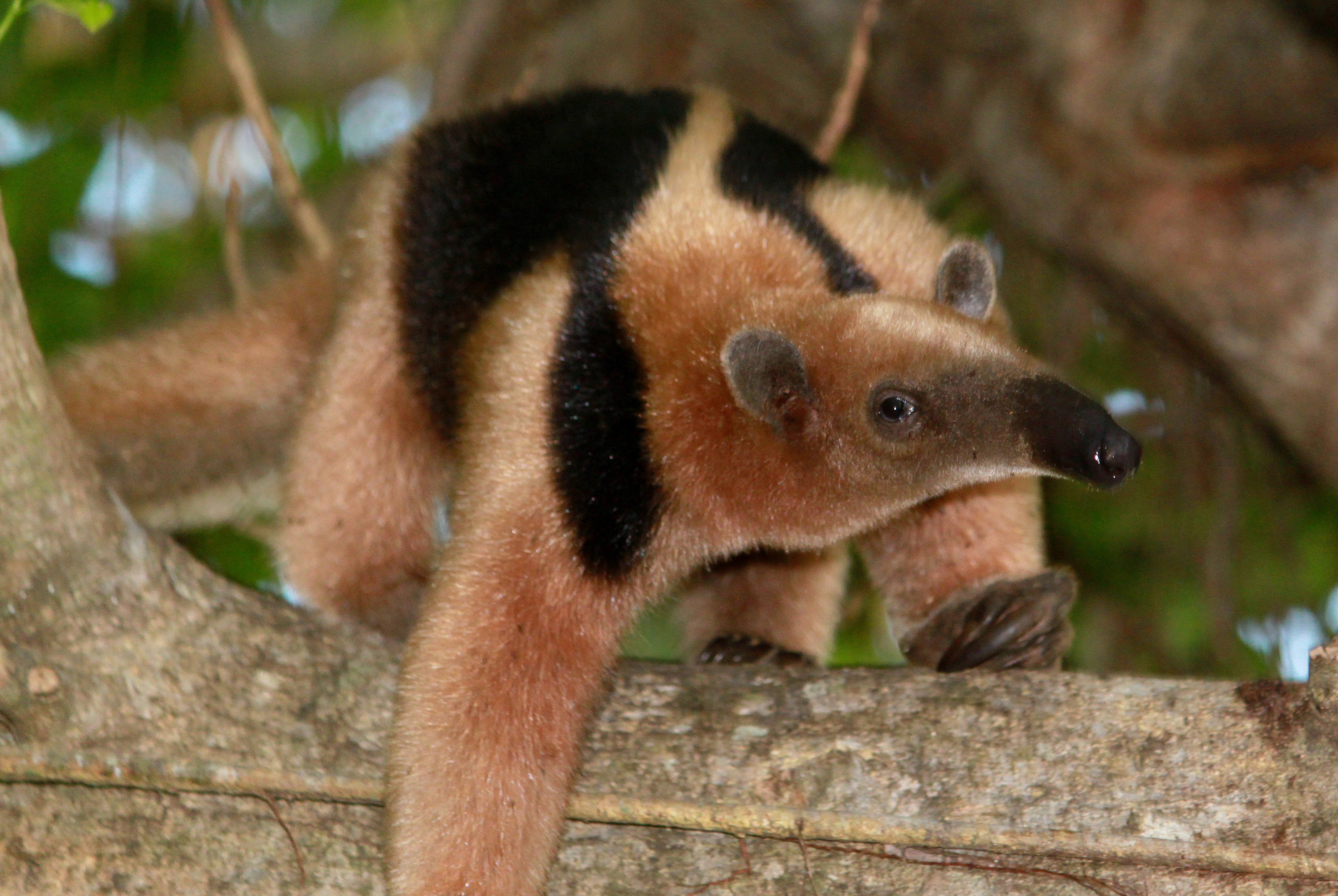 Amazing Costa Rican Wildlife - Costa Rica Vacations with Pura Vida House