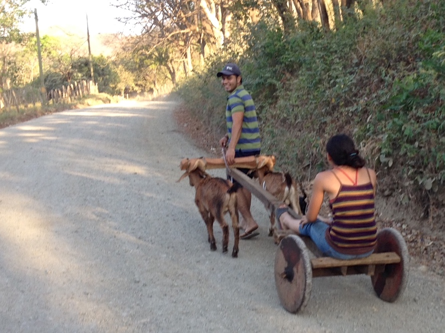Goat Ox Cart