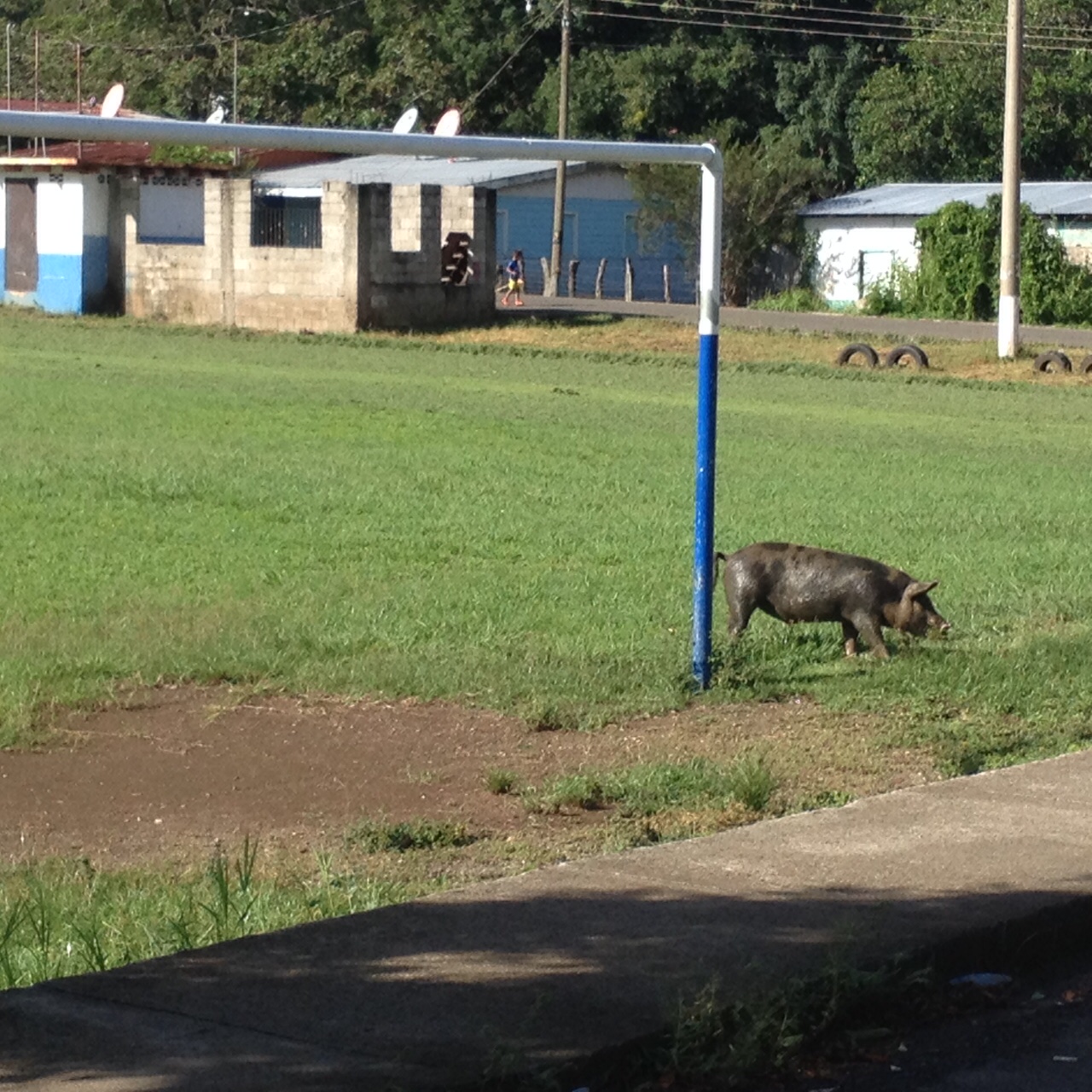 Pig Playing Soccer