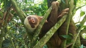 Sloth, Costa Rica