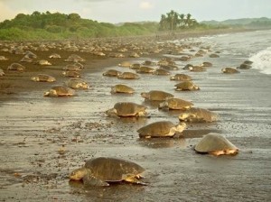 Sea Turtle Nesting