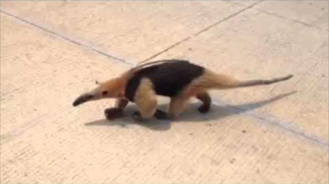 Anteater running around