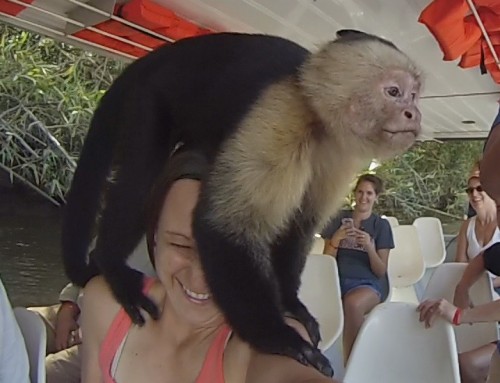 Monkeying Around in Costa Rica