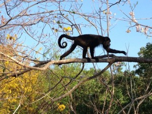 Costa Rican Wildlife