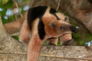 Costa Rican Wildlife