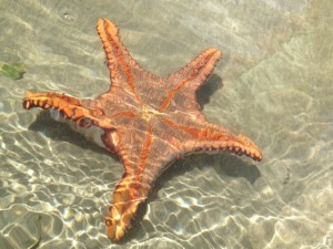 Costa Rica Wildlife