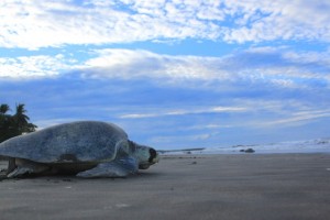 Giant Sea Turtle in Costa Rica