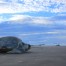 Giant Sea Turtle in Costa Rica