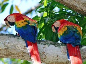 Scarlet Macaws Luxury Costa Rica Vacations with Pura Vida House