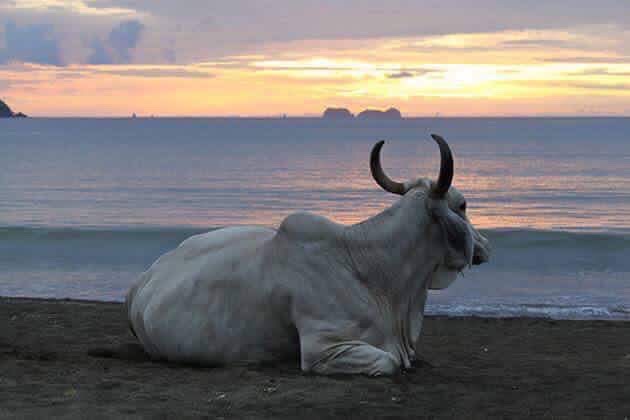 Bull on a Beach