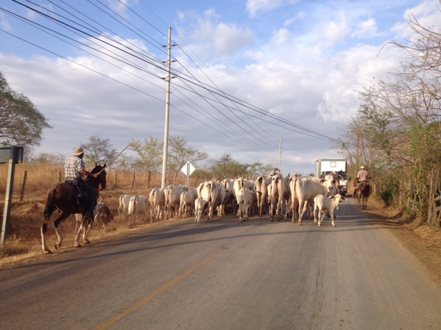 cattle on road