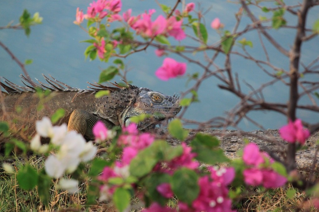 iguana crawling on flowers