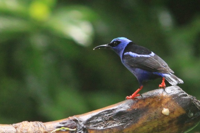 red legged in honeycreeper in the jungle