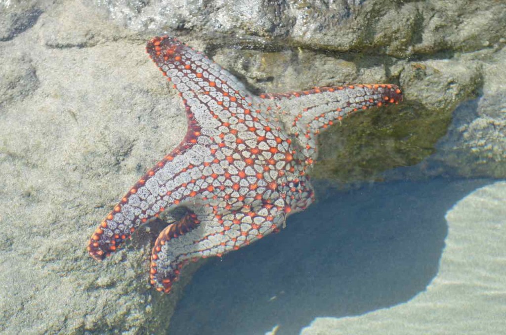 starfish in front of the beach club