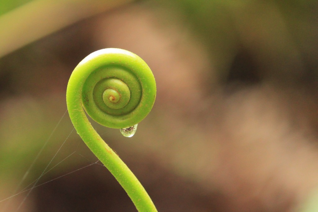 Fiddlehead Fern