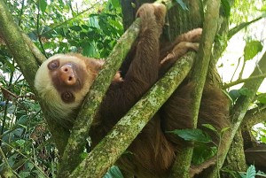 Sloth Costa Rica