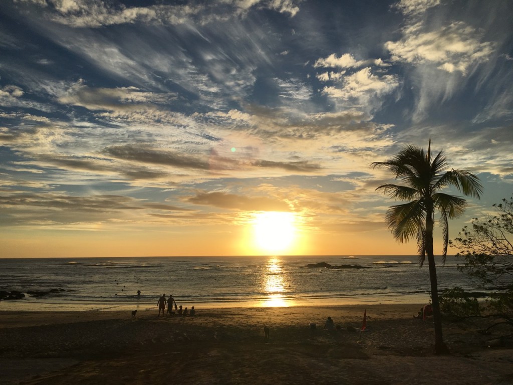 palm tree and sunset