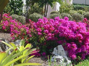 stem of bougainvillea