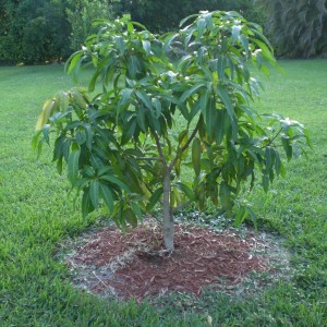 small mango tree