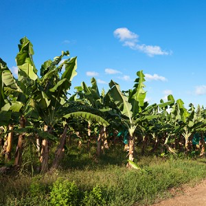 plantain farm