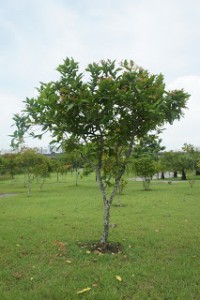 field of water apple tree