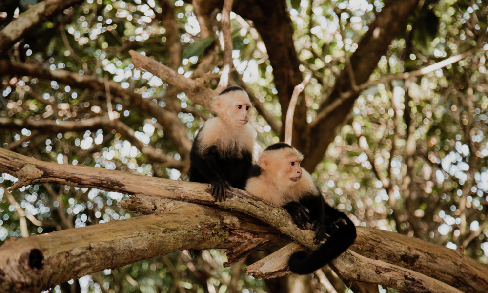 wild monkeys in costa rica