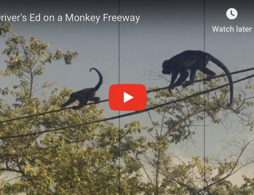 Driver’s Ed on a Monkey Freeway