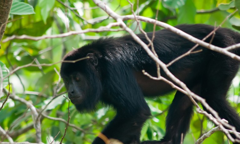 howler monkeys seen on hiking trails in costa rica