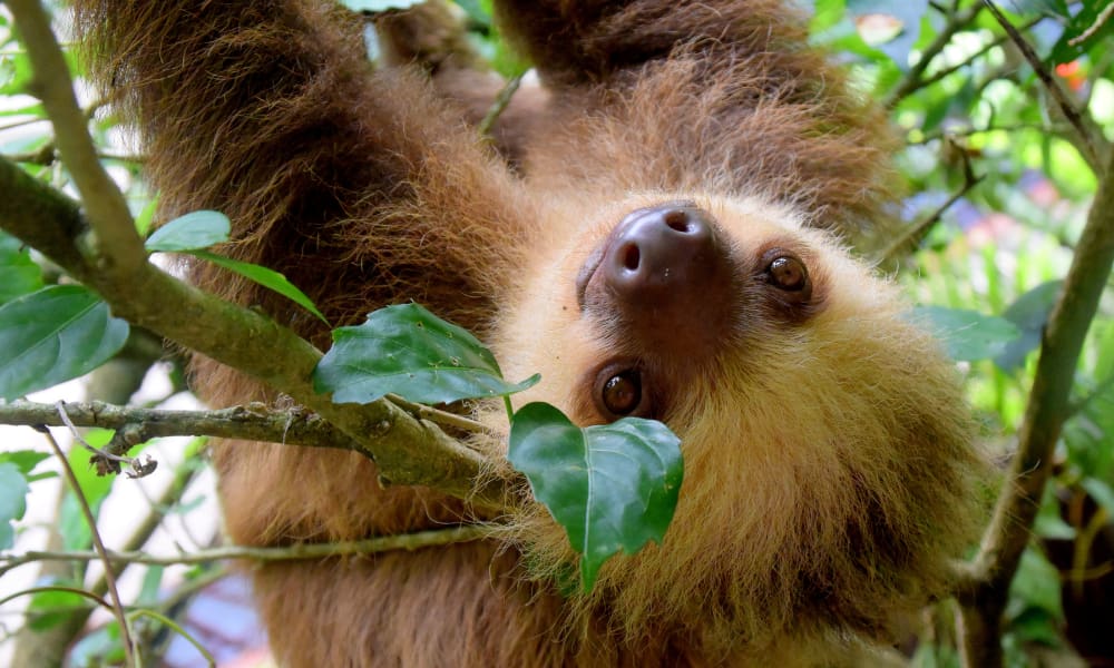 Sloth Excursion in Costa Rica