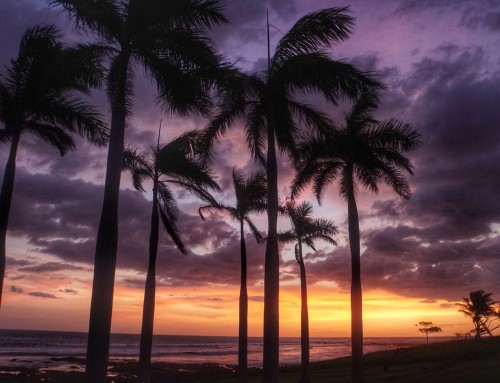 Past Guest Experiences at Pura Vida House