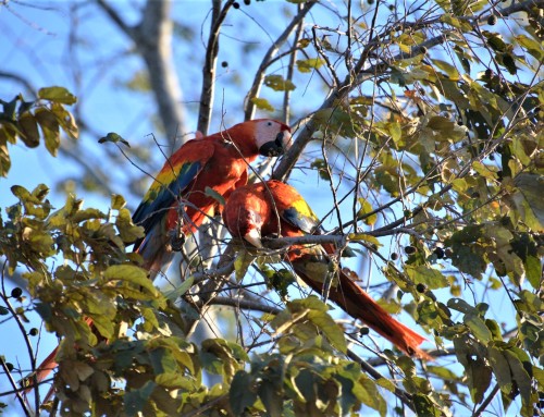 Top 10 Birds to See During Your Couples’ Getaway in Costa Rica